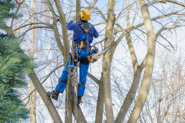 Best Emergency Tree Removal  in Andover, KS