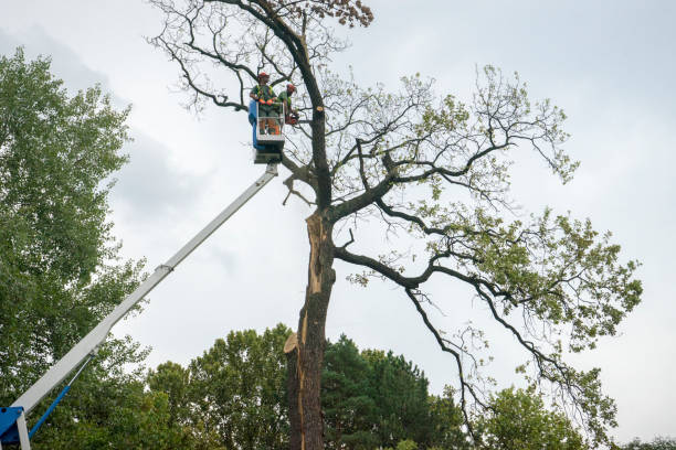 How Our Tree Care Process Works  in  Andover, KS